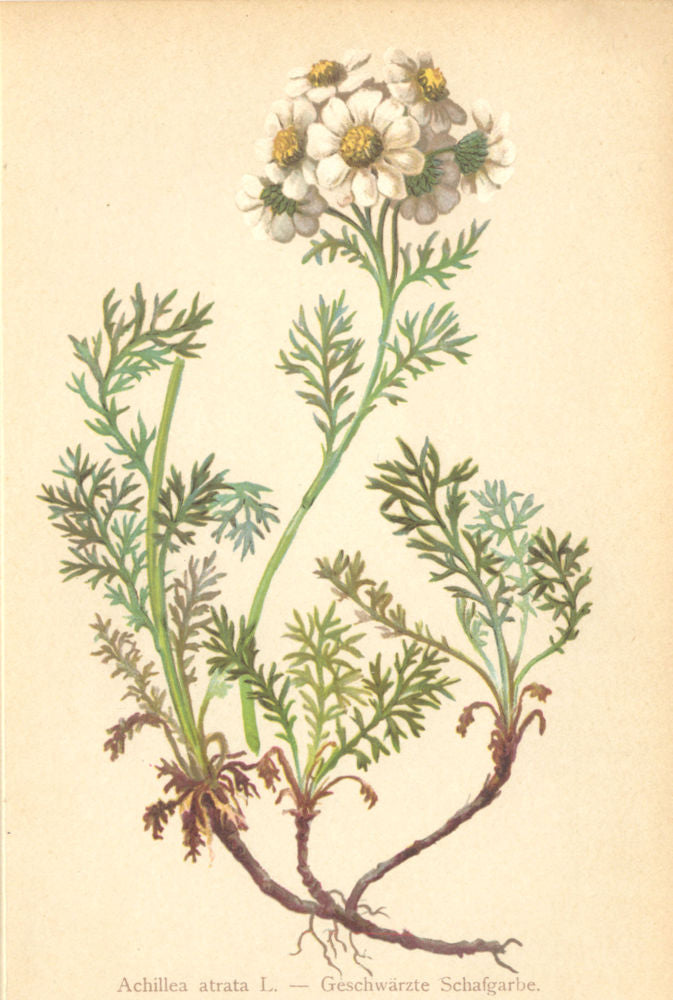 ALPENFLORA ALPINE FLOWERS. Achillea atrata L-Geschwärzte Schafgarbe 1897 print